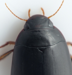 Foto af Rhantus grapii (Rhantus grapii) | Detalje