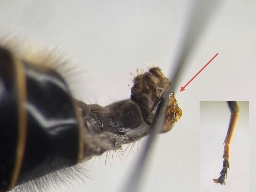 Foto af Tidlig dyndflue (Eristalis picea) | Han