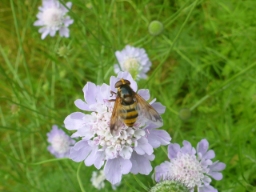 Foto af Gul humlesvirreflue (Volucella inanis) | Hun