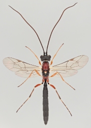 Foto af Heterischnus truncator (Heterischnus truncator) | Malcolm Storey