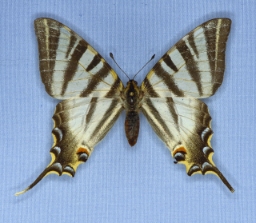 Foto af Sydeuropæisk svalehale (Iphiclides podalirius) | Han