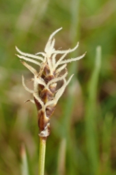 Foto af Tvebo star (Carex dioica) | Hun