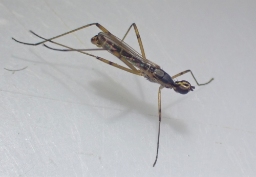 Foto af Micropeza lateralis (Micropeza lateralis) | Standardfoto