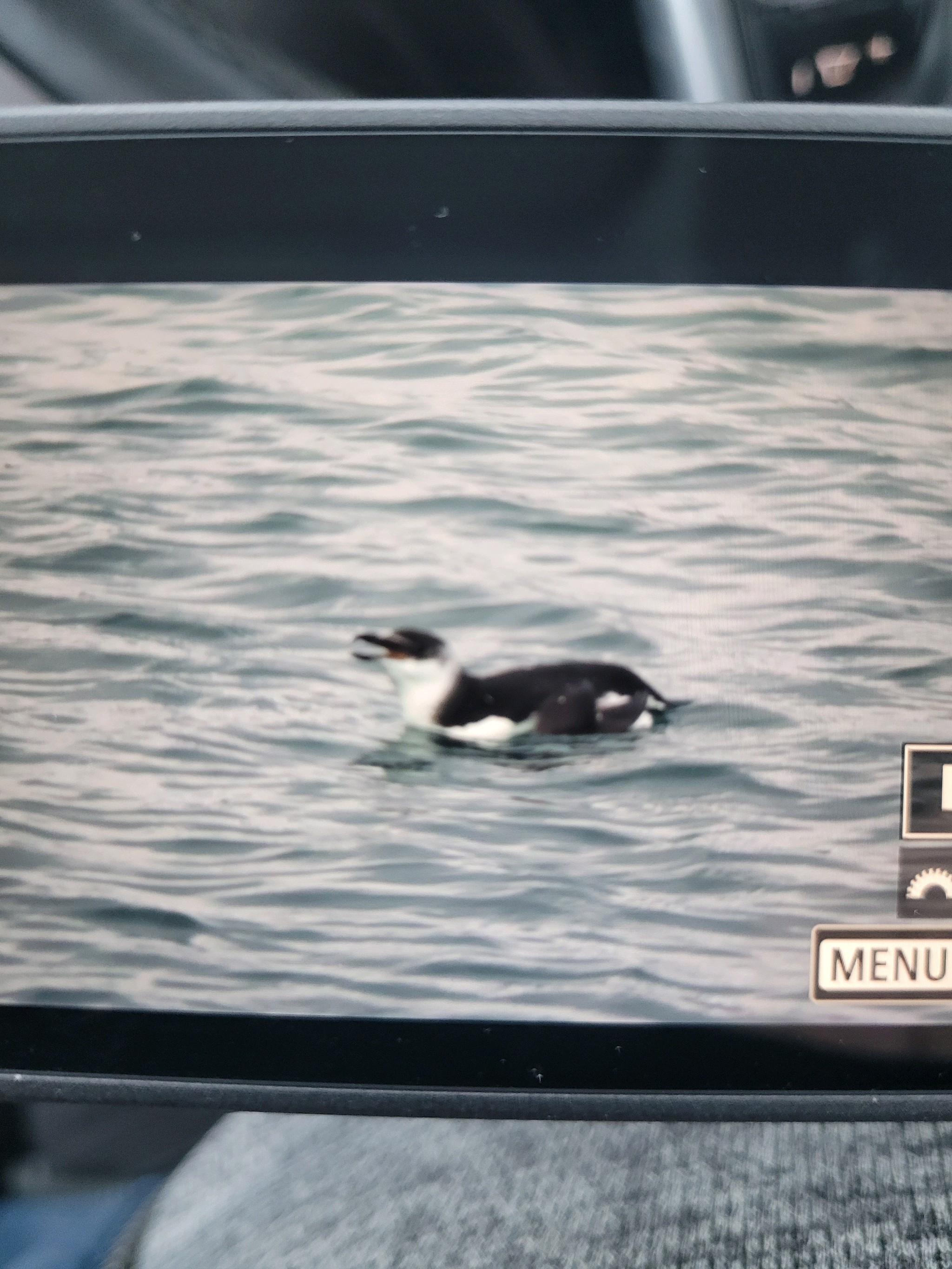 Razorbill (Alca torda), photo 4