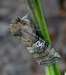Foto af Brillespinder (Tethea ocularis) | Han