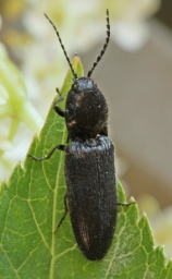 Foto af Hemicrepidius hirtus (Hemicrepidius hirtus) | Standardfoto