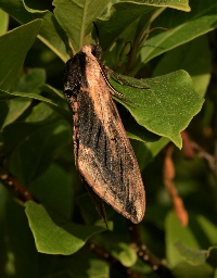Foto af Ligustersværmer (Sphinx ligustri) | Hun