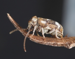 Foto af Hvidbroget borebille (Ptinomorphus imperialis) | Standardfoto