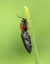 Foto af Rødbrystet hjertesmælder (Cardiophorus ruficollis) | Standardfoto