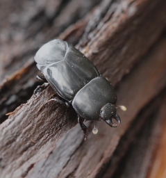 Foto af Hololepta plana (Hololepta plana) | Standardfoto