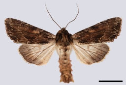 Foto af Jordugle (Apamea monoglypha) | Standardfoto
