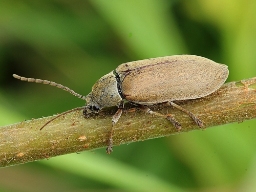 Foto af Moseblødbille (Dascillus cervinus) | Standardfoto