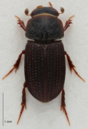 Foto af Kompostmøgbille (Oxyomus sylvestris) | Standardfoto