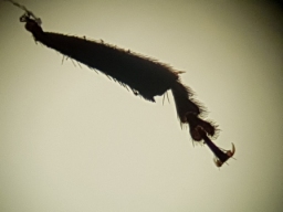 Foto af Phalacrus dieckmanni (Phalacrus dieckmanni) | Detalje