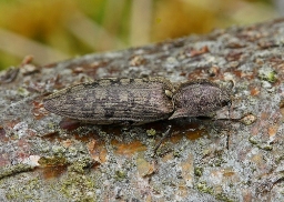 Foto af Actenicerus sjaelandicus (Actenicerus sjaelandicus) | Standardfoto