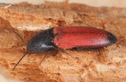 Foto af Ampedus praeustus (Ampedus praeustus) | Standardfoto