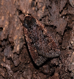 Foto af Sigma-ugle (Eugraphe sigma) | Han