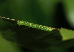 Foto af Bøgeskovspinder (Drymonia obliterata) | Larve