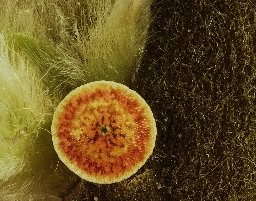 Foto af Lys hermelinskåbe (Cerura erminea) | Æg