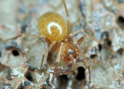 Foto af Lessertia dentichelis (Lessertia dentichelis) | Hun