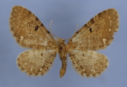 Foto af Eupithecia goossensiata (Eupithecia goossensiata) | Han