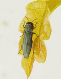 Foto af Smal egepragtbille (Agrilus angustulus) | Standardfoto