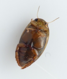 Foto af Laccophilus minutus (Laccophilus minutus) | Standardfoto