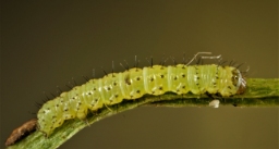 Foto af Større sortugle (Aporophyla nigra) | Larve