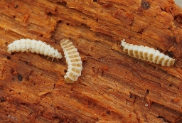 Foto af Sortbrystet maskebille (Pyropterus nigroruber)