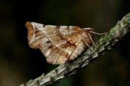 Foto af Almindelig månemåler (Selenia dentaria) | Standardfoto
