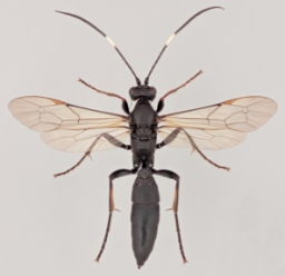 Foto af Stenichneumon culpator (Stenichneumon culpator) | Malcolm Storey