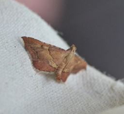 Foto af Løvkrathalvmøl (Endotricha flammealis) | Standardfoto