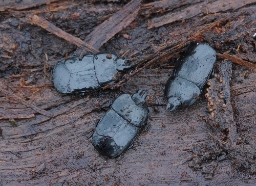 Foto af Hololepta plana (Hololepta plana) | Standardfoto