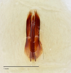 Foto af Strandklanner (Dermestes szekessyi) | Danmarks BilleBank - danbiller.dk