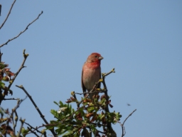 Foto af Karmindompap (Carpodacus erythrinus) | Standardfoto