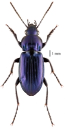 Foto af Smuk metaljordløber (Poecilus lepidus) | Standardfoto