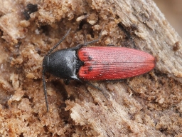 Foto af Ampedus rufipennis (Ampedus rufipennis) | Standardfoto