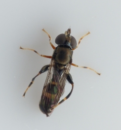 Foto af Almindelig køllesvirreflue (Neoascia podagrica) | Standardfoto