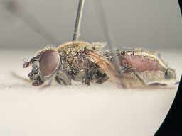 Foto af Korthornet mosesvirreflue (Orthonevra brevicornis) | Hun