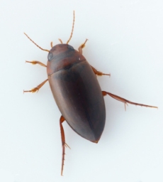 Foto af Liopterus haemorrhoidalis (Liopterus haemorrhoidalis) | Standardfoto