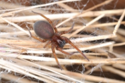 Foto af Pandava laminata (Pandava laminata) | Hun
