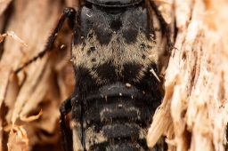 Foto af Skrækrovbille (Creophilus maxillosus) | Frederik Leck Fischer