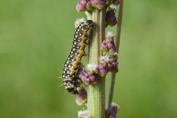 Foto af Timothevikler (Zelotherses paleana) | Larve