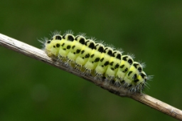 Foto af Kløver-køllesværmer (Zygaena trifolii) | Larve
