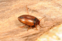Foto af Hydroporus gyllenhalii (Hydroporus gyllenhalii)