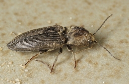 Foto af Ertsfarvet hjertesmælder (Cardiophorus asellus) | Standardfoto