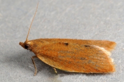 Foto af Clepsis consimilana (Clepsis consimilana) | Hun