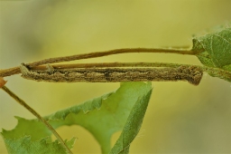 Foto af Birke-barkmåler (Ectropis crepuscularia) | Larve
