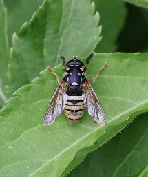 Foto af Halvmåne-vedsvirreflue (Temnostoma meridionale) | Standardfoto