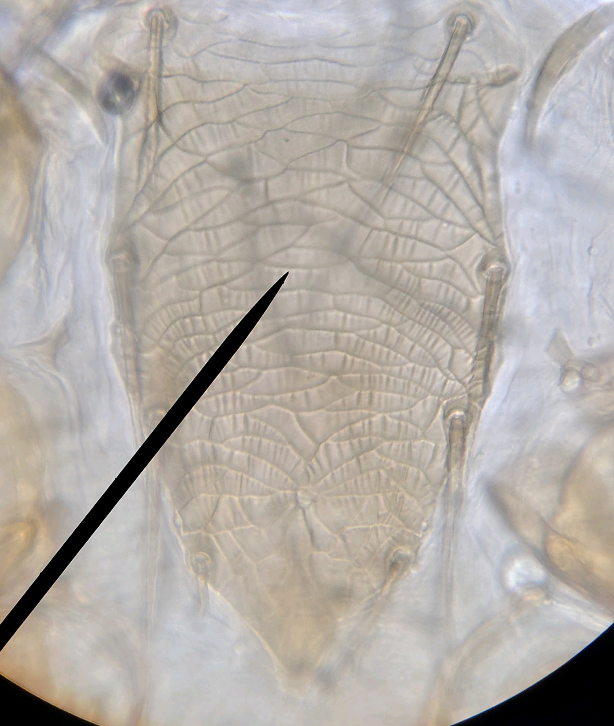 Parasitellus fucorum (De Geer, 1778)